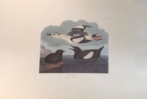 Black Guillemot