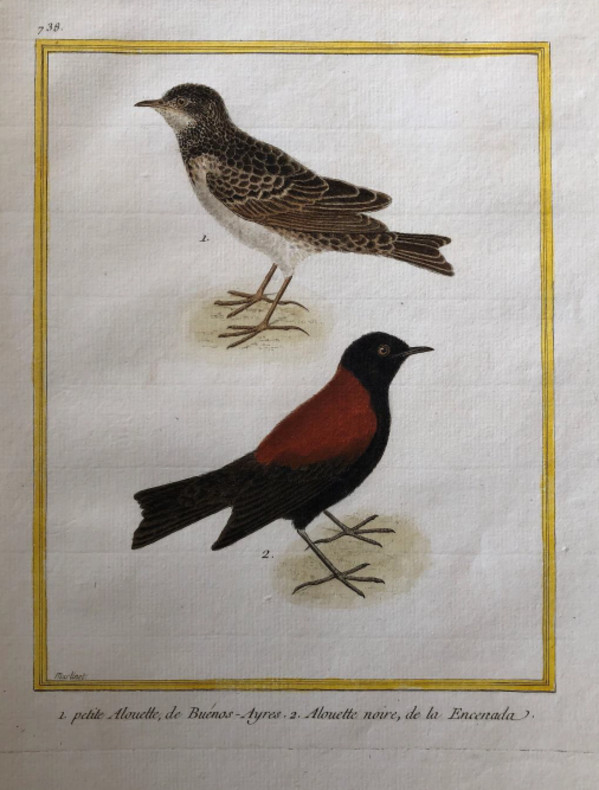 1. Pette Alouette de Buenos Ayres 2. Alouette Noire de la Encenada by Francois-Nicolas Martinet