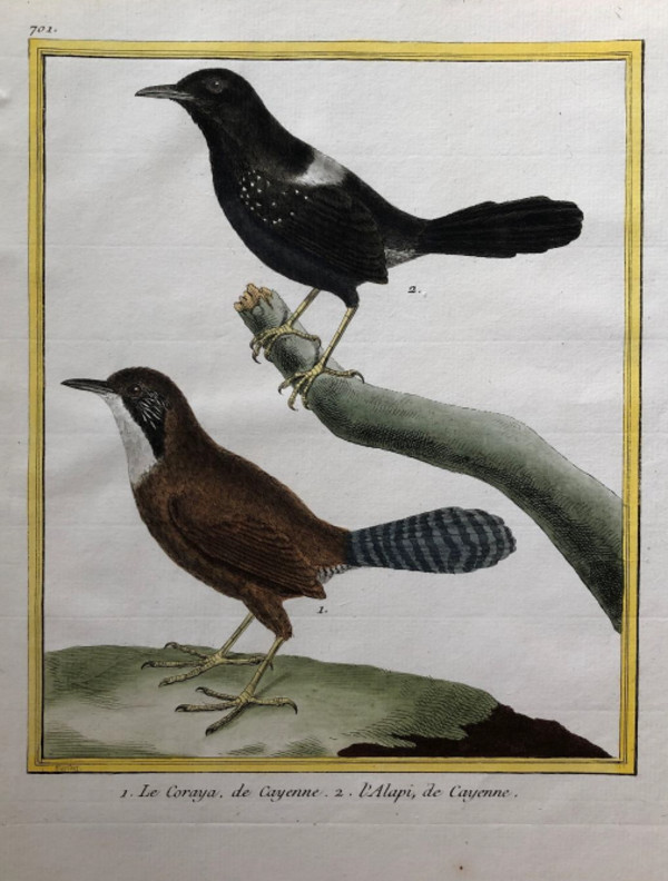 1. Le Coraya de Cayenne 2. L'Alapi de Cayenne by Francois-Nicolas Martinet