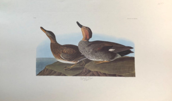 Gadwall Duck