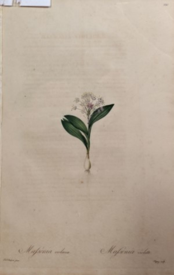 Mafsonia violacea,  Mafsonia Violette, Plate 386