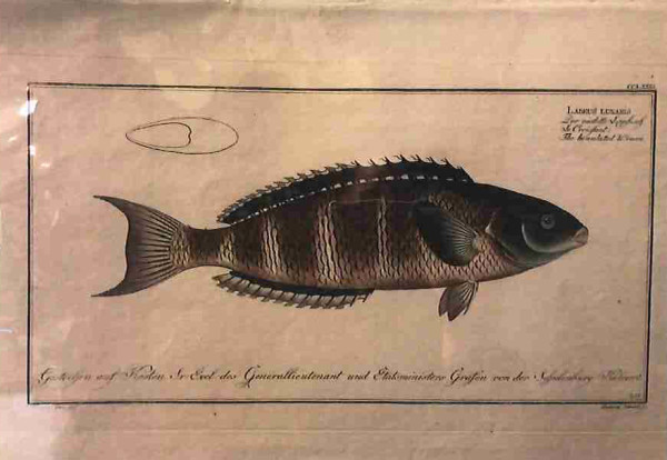 Plate 281,	Labrus lunaris, The Lunulated Wrasse