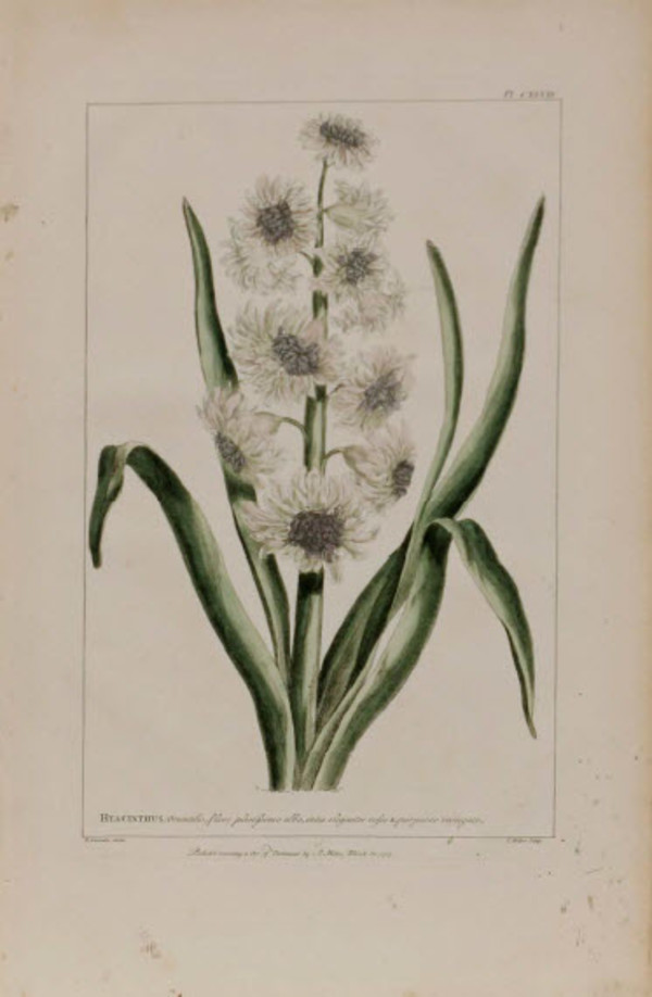 Hyacinthus by Philip Miller