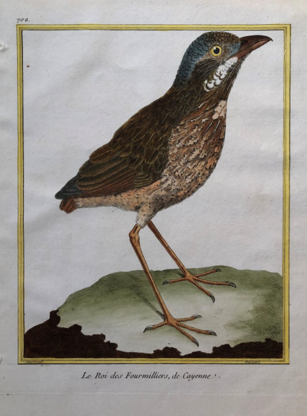 Le Roi des Fourmilliers de Cayenne by Francois-Nicolas Martinet