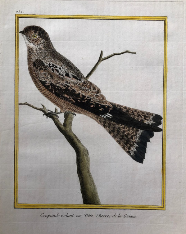 Crapaud Volant ou Tette Chevre de la Guiane by Francois-Nicolas Martinet