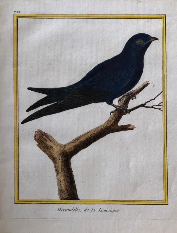 Hirondelle de la louisiane by Francois-Nicolas Martinet