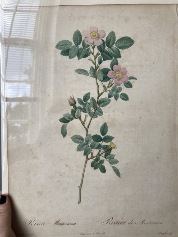 Rosa Montezuma by Pierre-Joseph Redouté