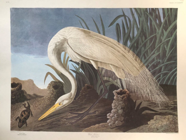 White Heron