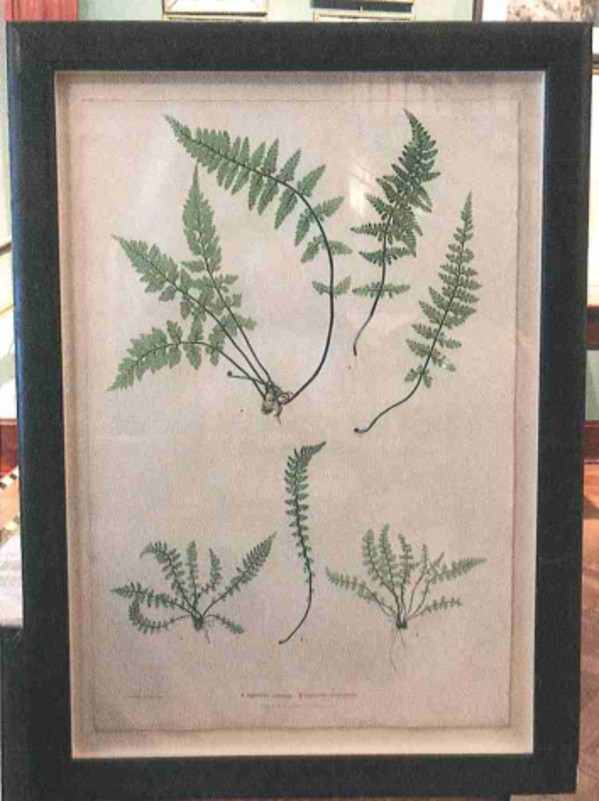 A. Asplenium  fontanum B. Asplenuim lanceolatum by Thomas Moore