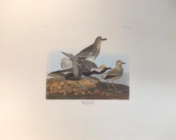 Black- bellied Plover