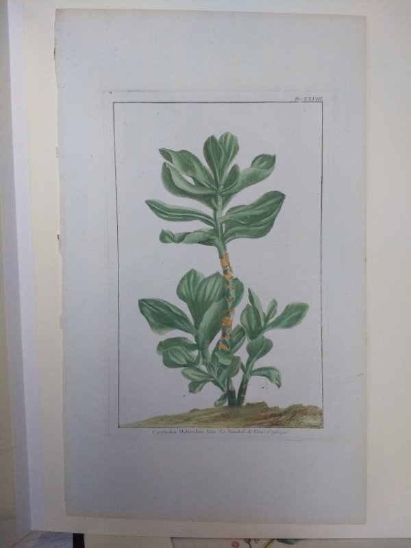 Plate 28, Cotyledon Orbiculata by Philip Miller