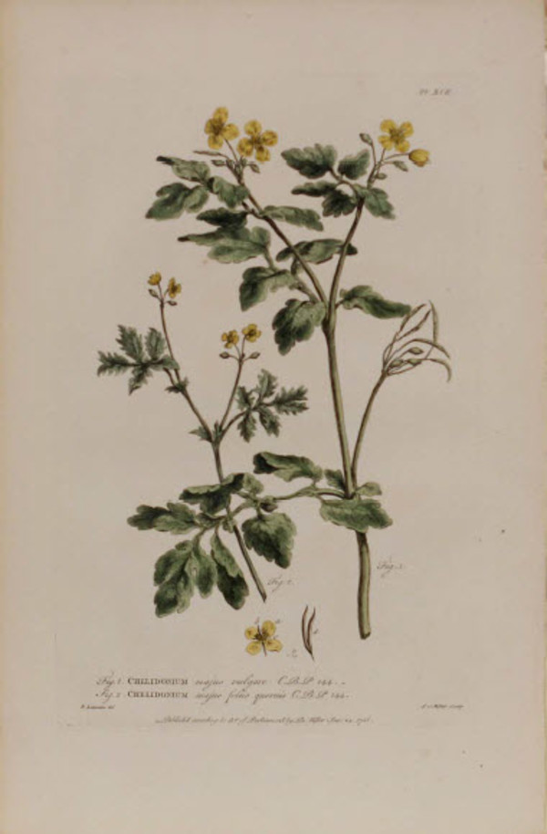 Chelidonium by Philip Miller