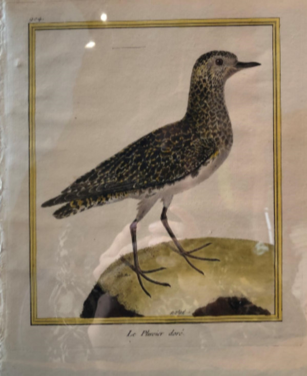 Le Pluvier Dore by Francois-Nicolas Martinet