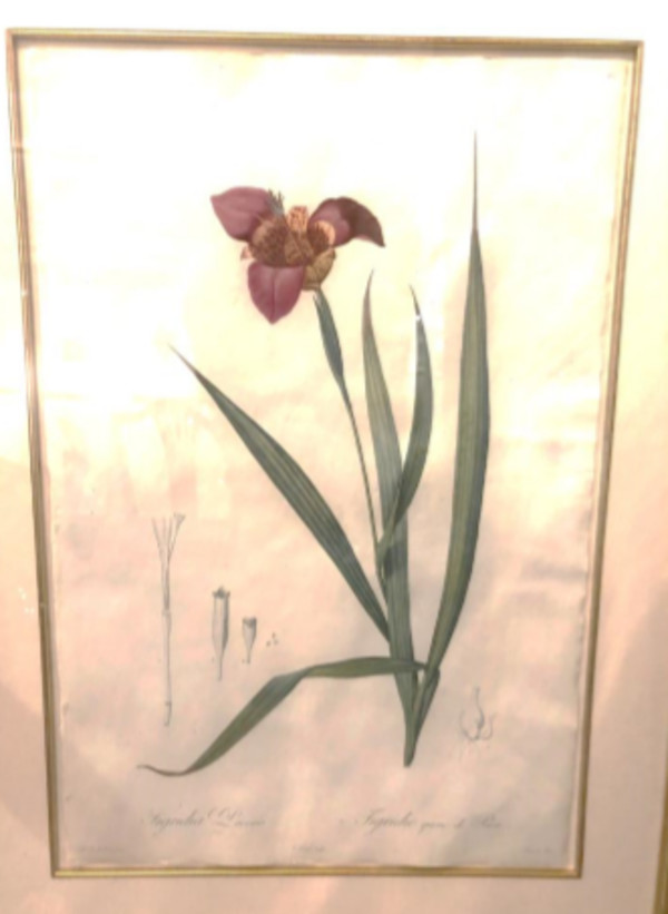 Tigridia Pavonia by Pierre-Joesph Redoute
