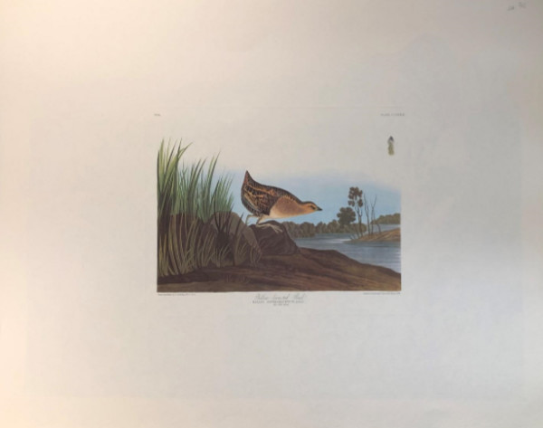 Yellow Breasted Rail