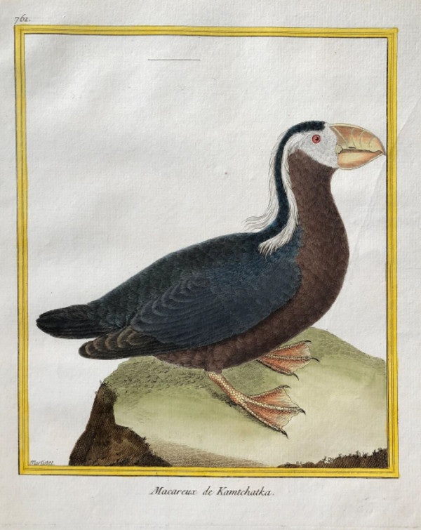 Macareux de Kamtchatka by Francois-Nicolas Martinet