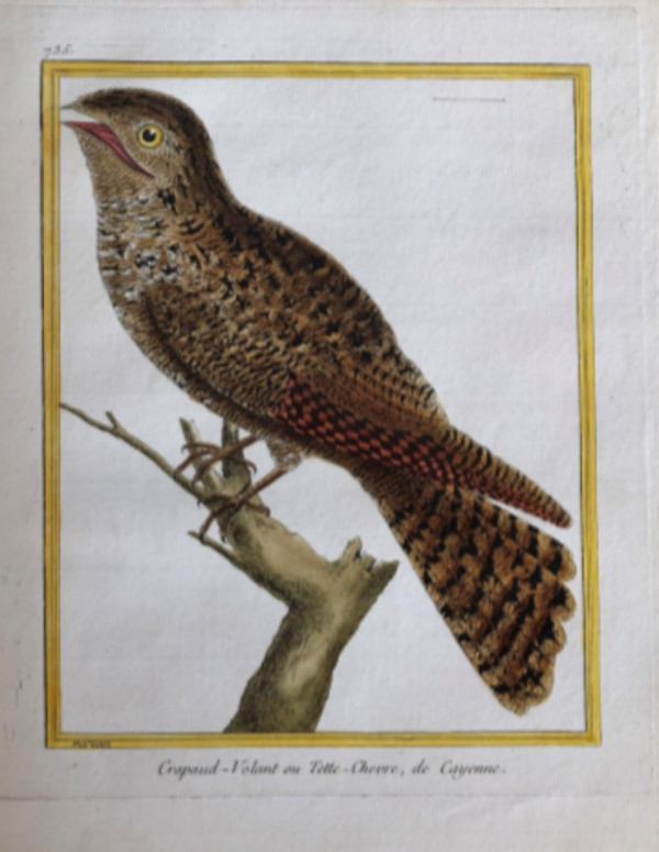 Crapaud-Volant ou Tette- Chevre de Cayenne by Francois-Nicolas Martinet
