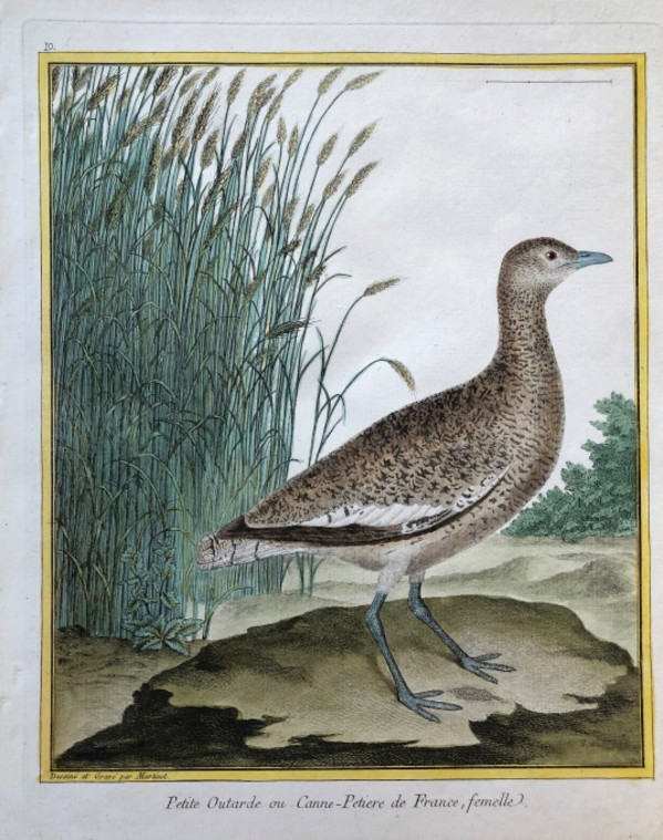 Petite Outarde ou Canne-Petiere de France, Femelle by Francois-Nicolas Martinet