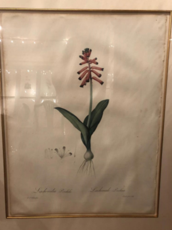 Lachenalia Pendula by Pierre-Joesph Redoute