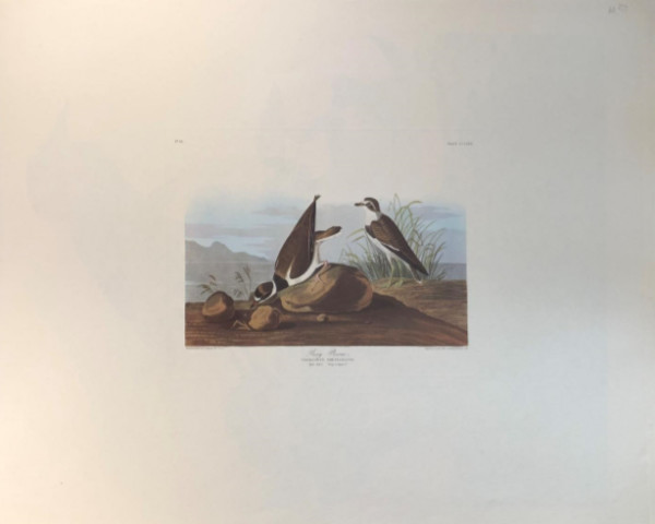 Ring Plover