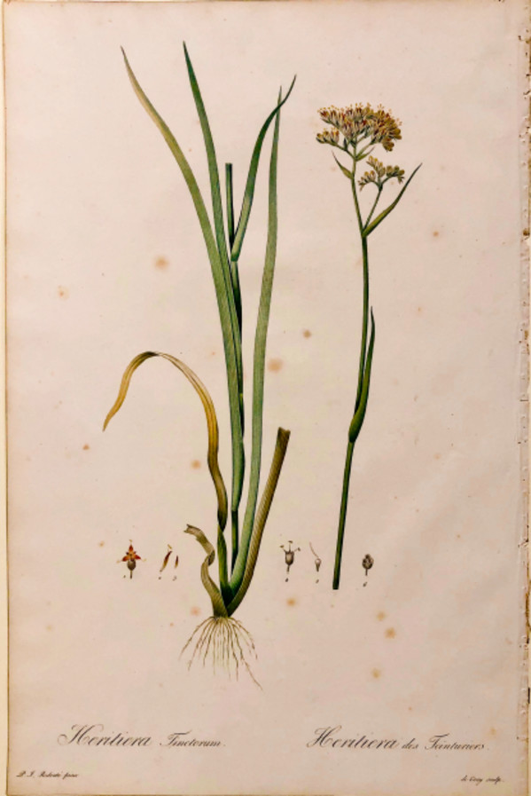 Plate 247, Les Liliacées by Pierre-Joseph Redouté