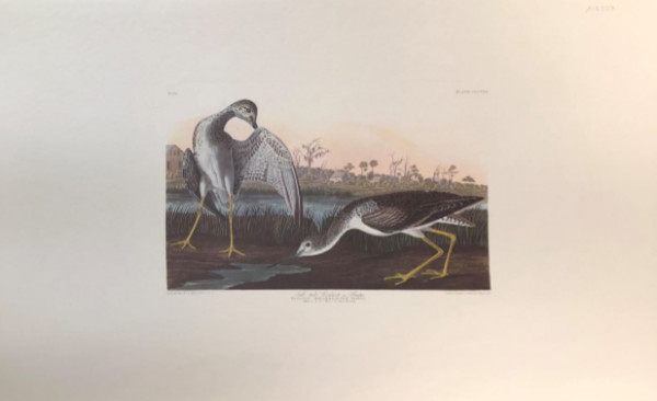 Tell-Tale Godwit or Snipe