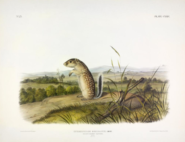 Spermophilus mexicanus, Licht. Mexican Marmot-Squirrel. (v. 3, no. 25, plate 124)