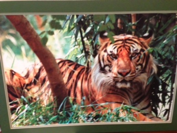Tiger by James Stephens
