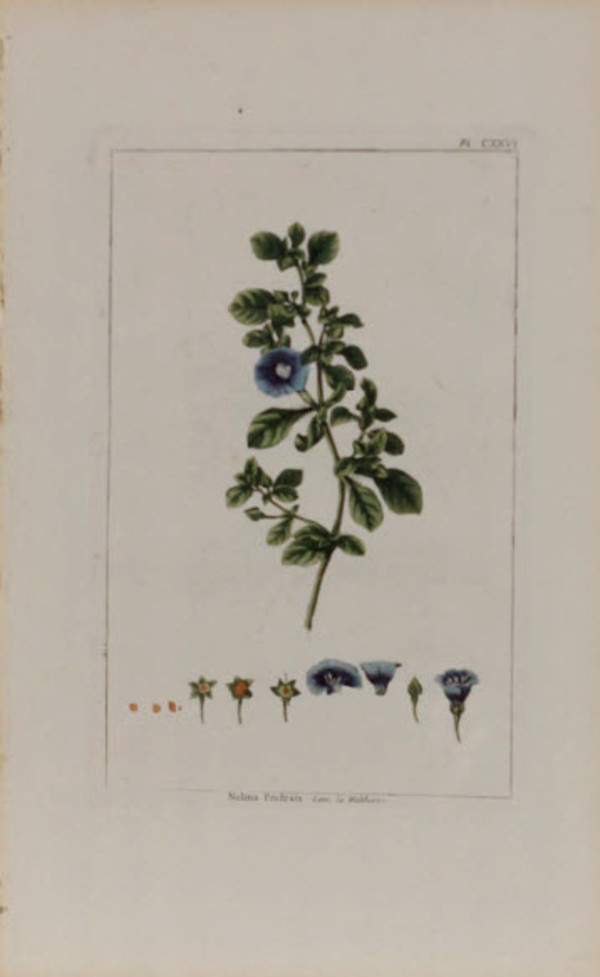 Nolana Proftrata by Philip Miller