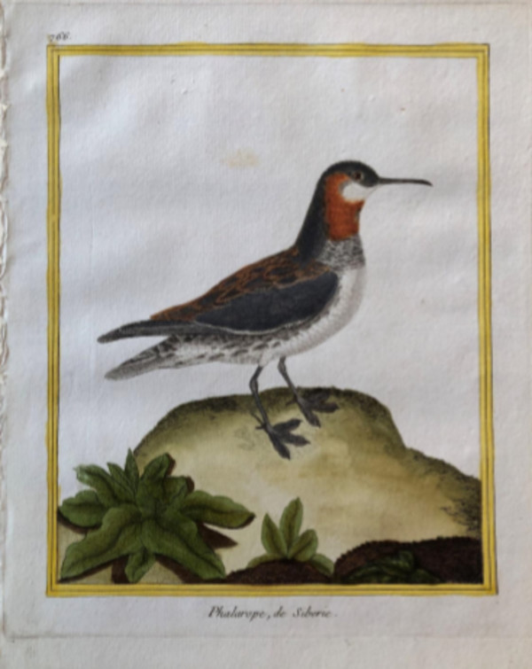 Phalarope de Siberie by Francois-Nicolas Martinet