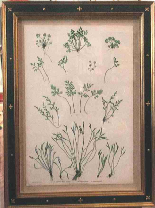 A. Asplenuim Ruta- muraria B.  A. germainieum C. A. septentrionale by Thomas Moore