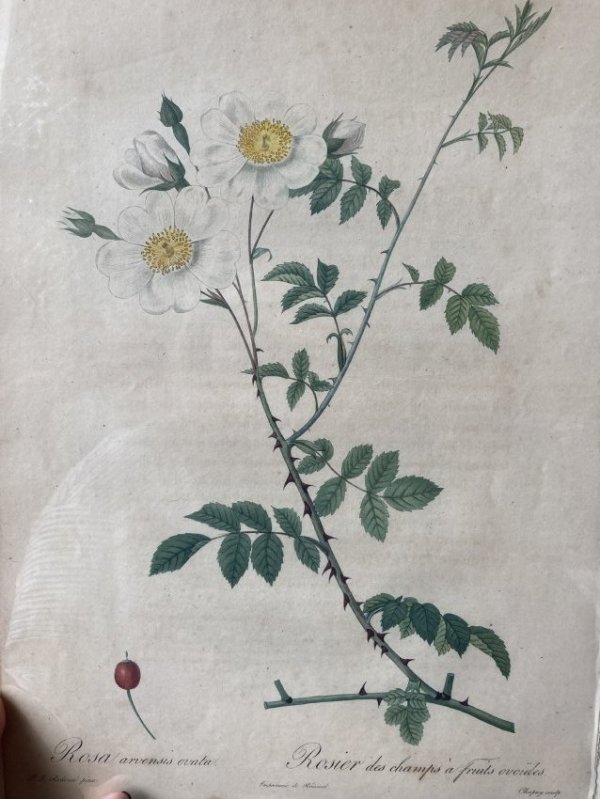 Rosa arvensis ovata by Pierre-Joseph Redouté