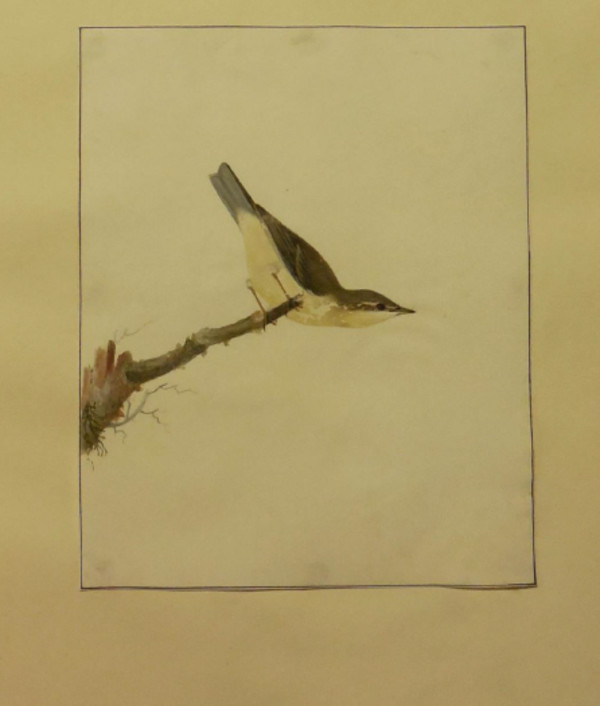 Finch I by William Lewin