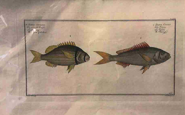 Plate 263, Sparus cuning 1 (1) Sparus 2 (2)	The Cuning (1) The striped Gilt-head (2)
