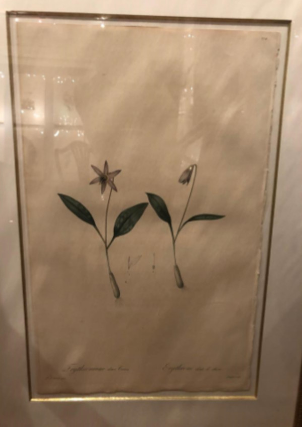 Erythronium dens canis by Pierre-Joesph Redoute
