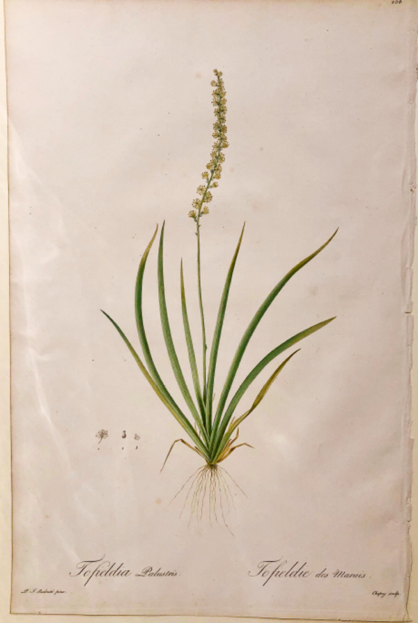 Plate 256, Les Liliacées by Pierre-Joseph Redouté