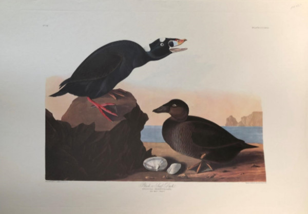Black or Surf Duck