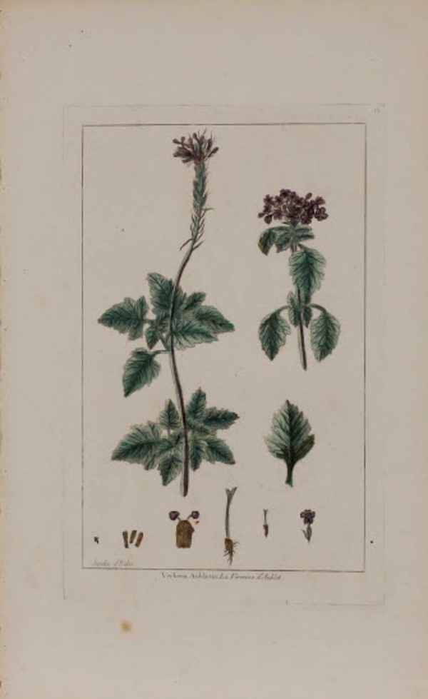 Verbena Abuletia by Pierre-Joesph Buchoz
