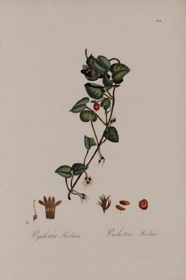 Plate 8, Psychotria herbacea by Unknown Artist
