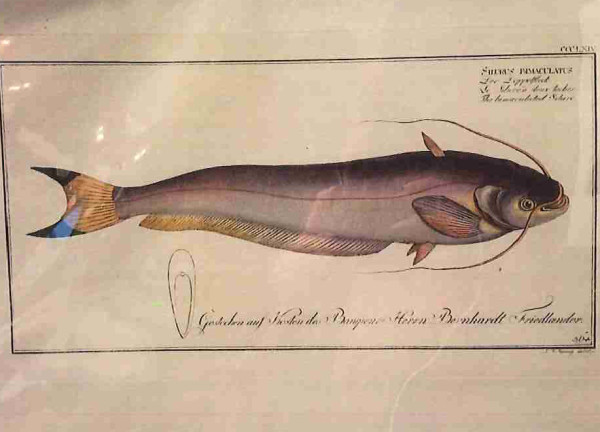 Plate 367, Silurus herzbergh,	The Silver-Silure
