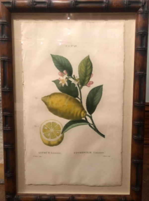 Citrus limonium by Pancrace Bessa