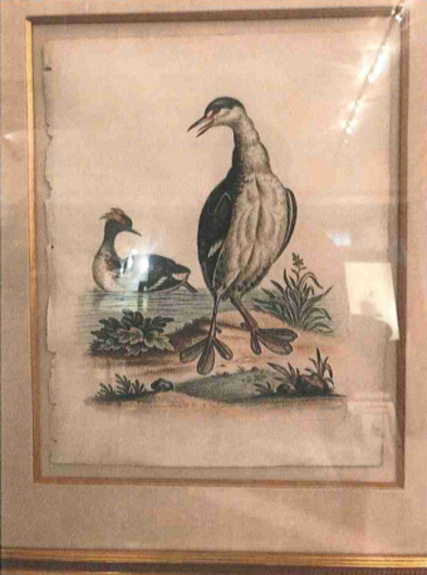 Loon pl96 by George Edwards