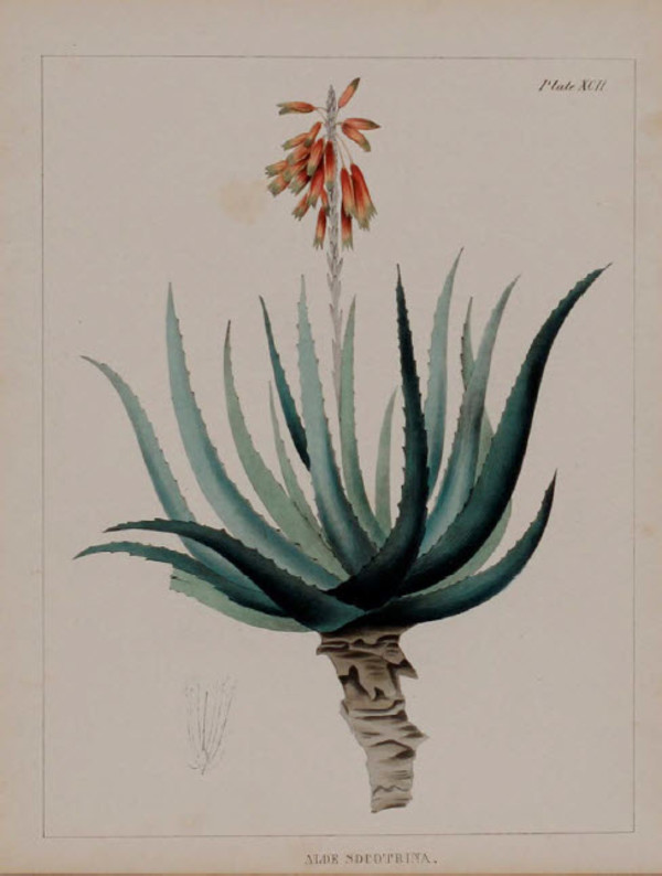 Aloe Socotrina
Aloe Socotrina
Aloe Socotrina
Aloe Socotrina by Joseph Carson