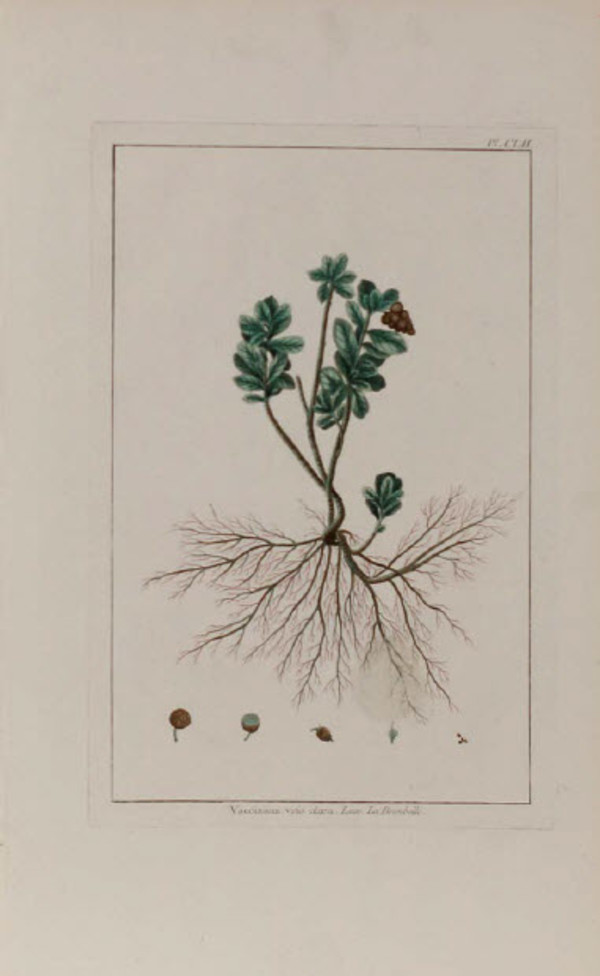 Vaccinium vitis idoea by Pierre-Joseph Buchoz