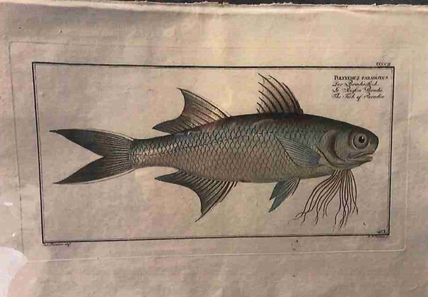 Plate 402, Polynemus paradiseus, The Fish of Paradise