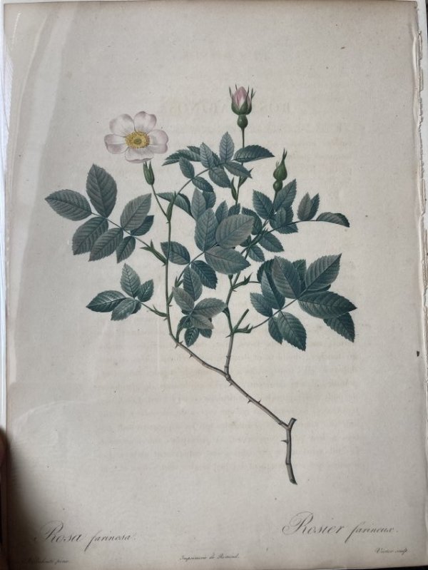Rosa farinosa by Pierre-Joseph Redouté