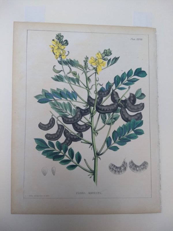 Plate 28, Cassoa Obovata by Joseph Carson