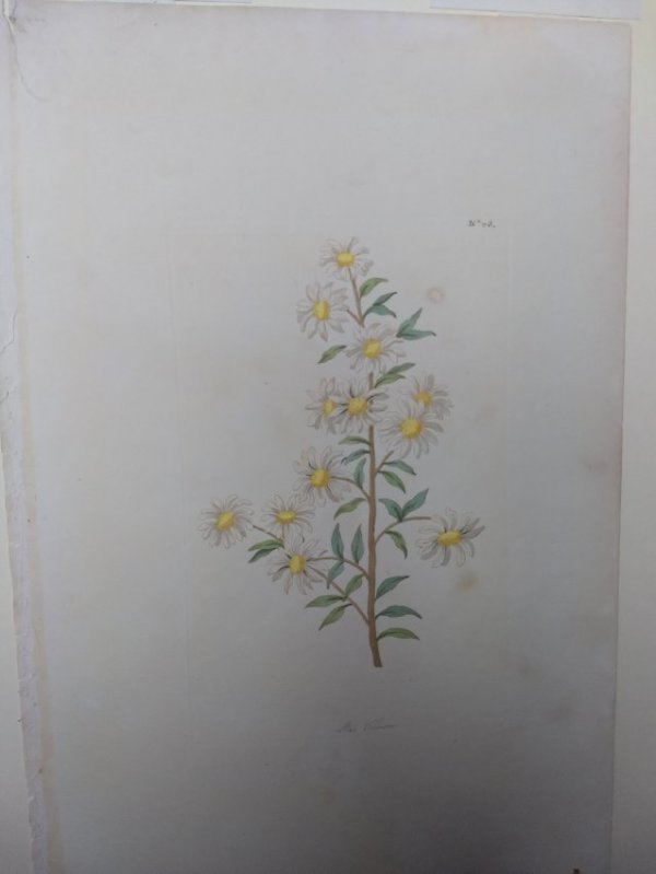 Plate 65, Stan Flower by Unknown