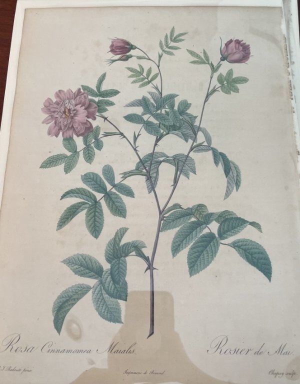 Rosa Cinnamomea Maialis by Pierre-Joseph Redouté