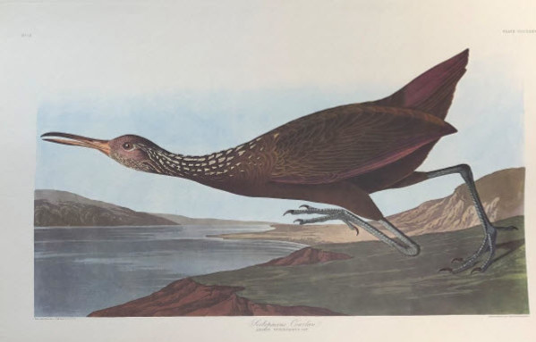 Scolopaceus Courlan